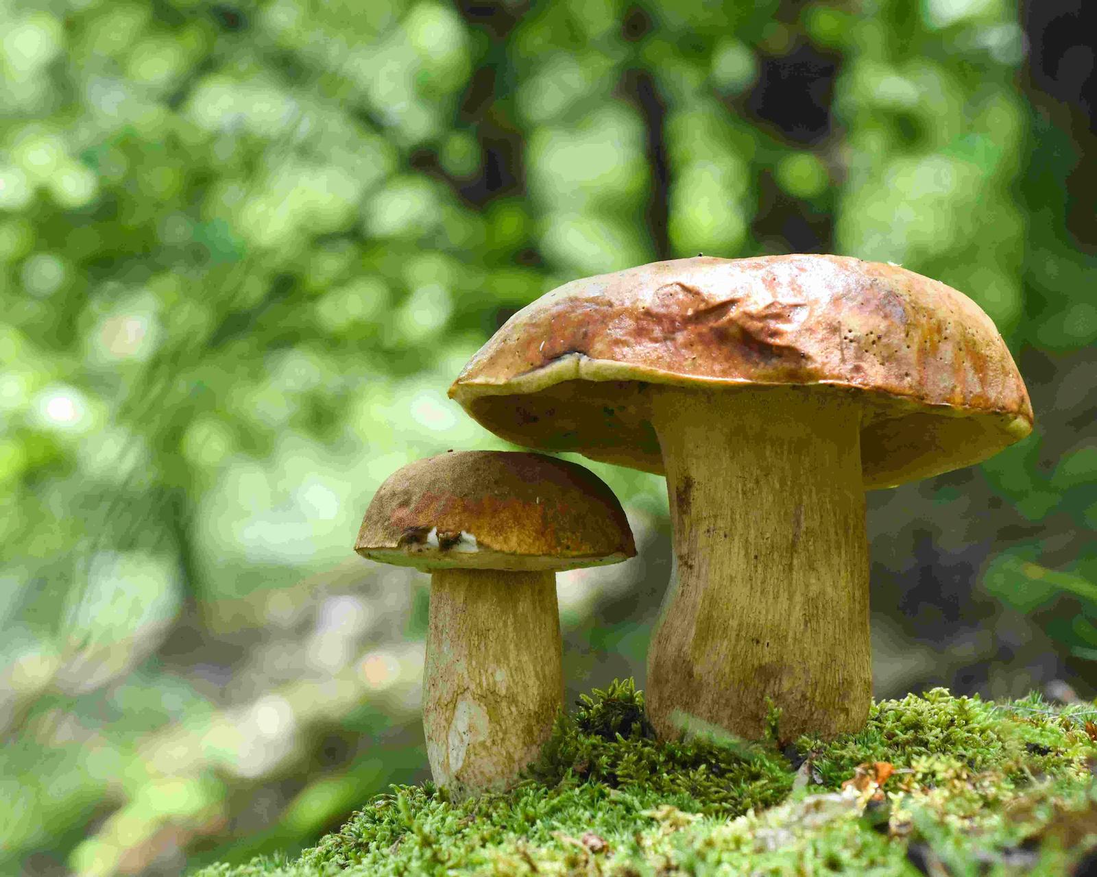 Steinpilz mit kräftigem Stamm und braunem Schirm