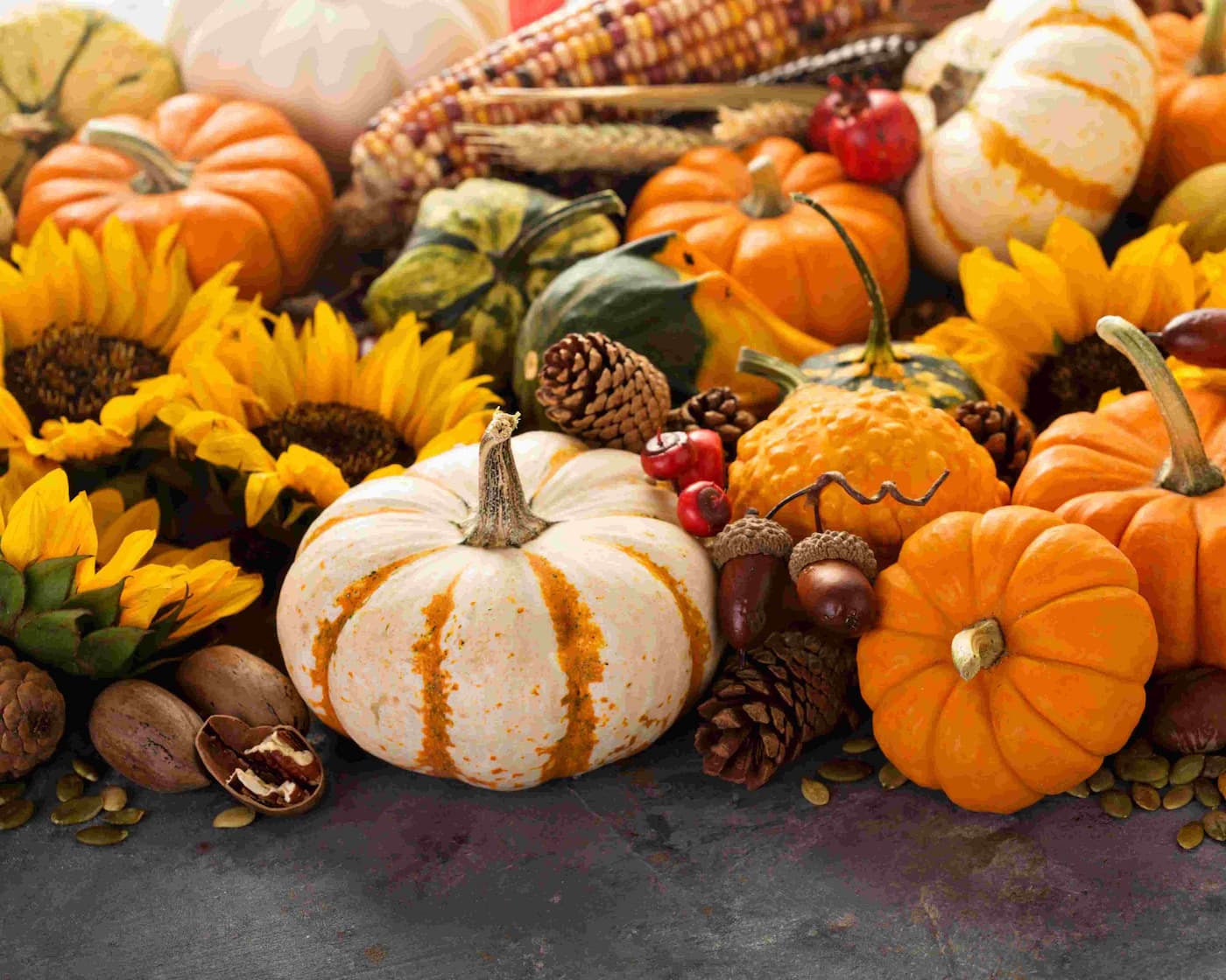 Herbstliches Arrangement aus kleinen Speise- und Zierkürbissen, Sonnenblumen, Maiskolben und Zapfen